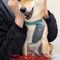 口を開けて訴える犬