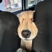 のんびり過ごしていた「るん」ちゃんのお姿