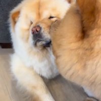 小梅ちゃんとちゃちゃまる君3