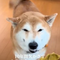 高齢の柴犬10歳と高齢犬になった福くん