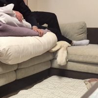 ソファによじ登ろうとする犬
