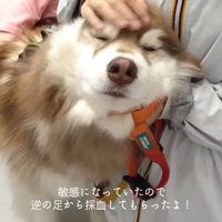 撫でられるコスモくん