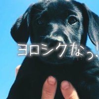 抱き上げられる子犬