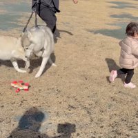 おもちゃの犬のリードを放して走り出す女の子