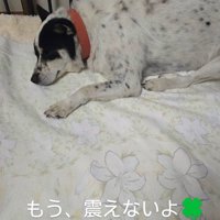 安心したように眠る黒い犬