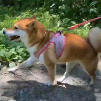 「川もいいけど、陸の上が1番♪」