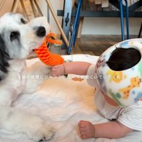 赤ちゃんと遊ぶ犬2