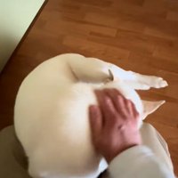 チム2くんをなでる飼い主さん