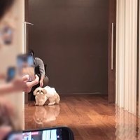 リングドッグに挑戦するつぶちゃん5