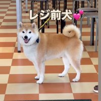 カメラに向かってにっこりする犬