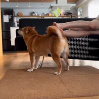 ソファーで寝る飼い主さんの足にいる犬
