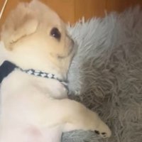 ウトウト