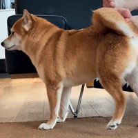 飼い主さんの足におしりを擦り付ける犬アップ