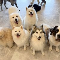 大型犬