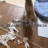 紙の上を元気に駆け回る犬