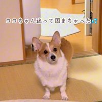 ココちゃんの尊い行動8