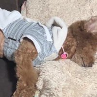可愛い寝言をいうことも