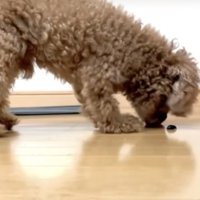 虫のにおいを嗅ぐ犬