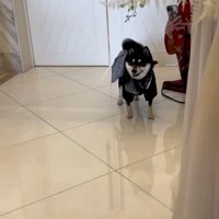 固まるラックくん