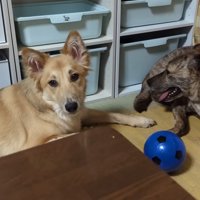 りゅうさんを励ますもかちゃん8