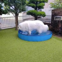 プールに入るミントくん