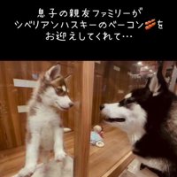 窓越しに成犬を見つめる子犬