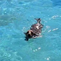 チョコちゃんも見事な泳ぎを披露