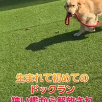 新しい犬生への第一歩