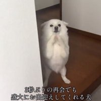 立ち上がるべらちゃん