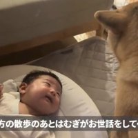 撫でられている犬