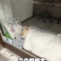 ずっと見ていたい