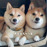 声を出す柴犬