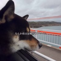 車窓から外を眺める柴犬