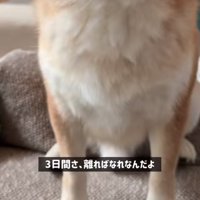 報告を受ける柴犬の足