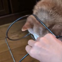 台にハマっている犬の後頭部