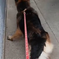 引っ張る犬1