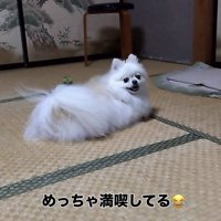 笑顔で振り向くポメラニアン
