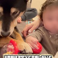 おもちゃを奪った麦ちゃん5