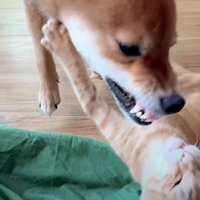 喧嘩する2匹