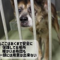 檻の向こうからカメラを見つめる老犬