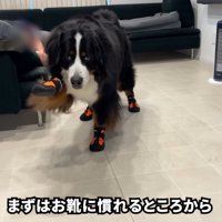 足を高く上げてゆっくり前進