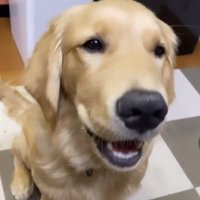 家の中で座るゴールデンレトリバー