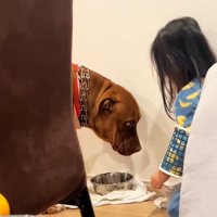 申し訳なさそうなわんこ