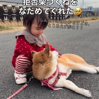 柴犬を宥める女の子