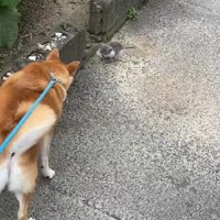 小さな子猫を発見！！