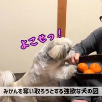 みかんを食べたいてんぽさん6