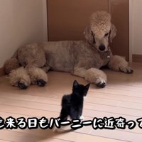 なぜかバーニーちゃんに懐いた！