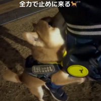 お散歩終了を阻止するはなまる君