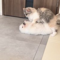子猫に乗られた子犬