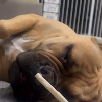 寝ている犬の前にガムを差し出す飼い主さん